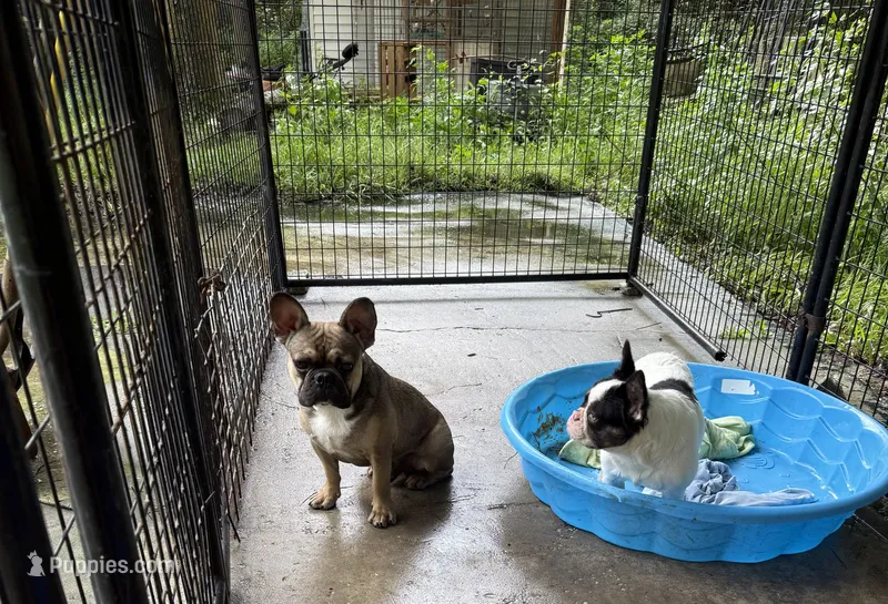 Ted – French Bulldog puppy for sale in Spring Hill, FL