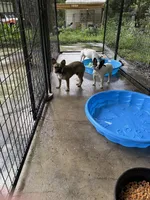 Ted, a male French Bulldog for sale in Spring Hill, FL – 2 of 3