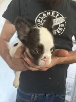 Touch down , a female French Bulldog for sale in Spring Hill, FL – 3 of 5
