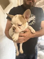 Touch down , a female French Bulldog for sale in Spring Hill, FL – 2 of 5