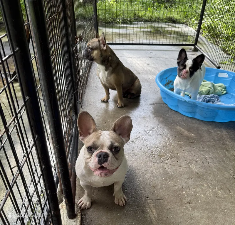 Annie – French Bulldog puppy for sale in Spring Hill, FL