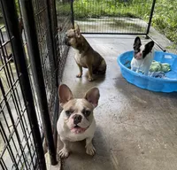 Annie, a female French Bulldog for sale in Spring Hill, FL – 1 of 4