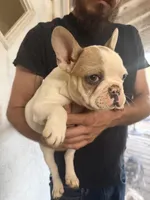 Touch down , a female French Bulldog for sale in Spring Hill, FL – 4 of 5