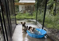 Ted, a male French Bulldog for sale in Spring Hill, FL – 3 of 3