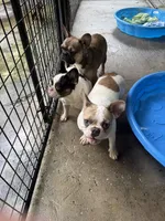 Annie, a female French Bulldog for sale in Spring Hill, FL – 2 of 4