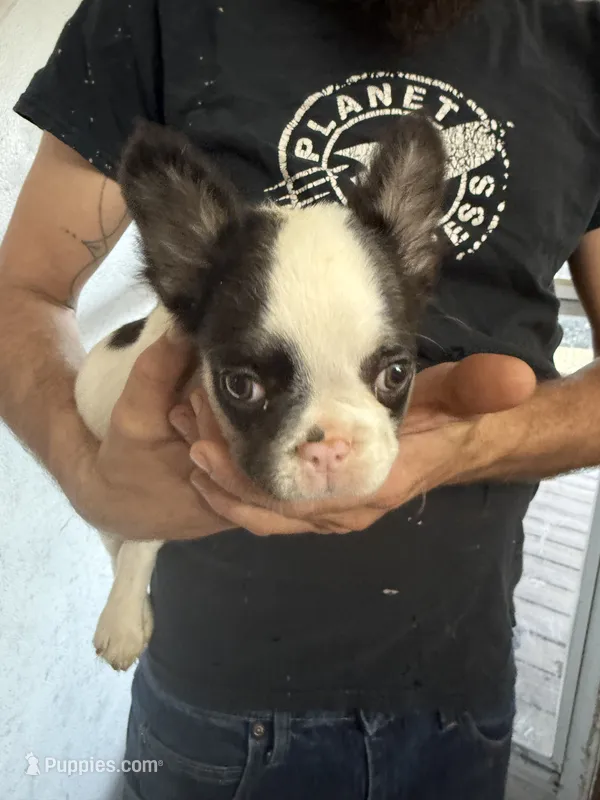 Touch down  – French Bulldog puppy for sale in Spring Hill, FL