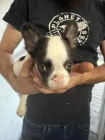 Touch down , a female French Bulldog for sale in Spring Hill, FL – 1 of 5