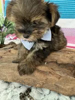 Tiny Tim, a male Yorkshire Terrier and Poodle - Toy  for sale in Spring Hill, FL – 2 of 6