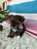 Tiny Tim, a male Yorkshire Terrier and Poodle - Toy  for sale in Spring Hill, FL – 5 of 6