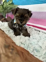 Tiny Tim, a male Yorkshire Terrier and Poodle - Toy  for sale in Spring Hill, FL – 6 of 6