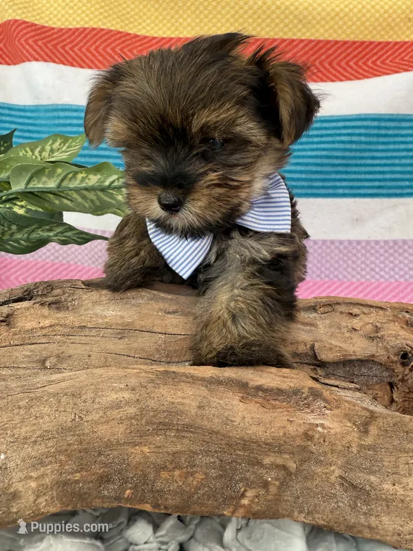 Tiny Tim – Yorkshire Terrier, Poodle - Toy  puppy for sale in Spring Hill, FL