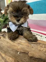 Tiny Tim, a male Yorkshire Terrier and Poodle - Toy  for sale in Spring Hill, FL – 4 of 6