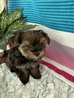 Tiny Tim, a male Yorkshire Terrier and Poodle - Toy  for sale in Spring Hill, FL – 3 of 6