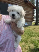 AKC Mikey, a male Bichon Frise for sale in Rexford, MT – 8 of 8