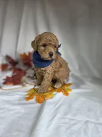 AKC Wheatly , a male Poodle - Miniature  for sale in Rexford, MT – 2 of 3