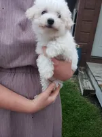 AKC Mollie, a female Bichon Frise for sale in Rexford, MT – 5 of 5