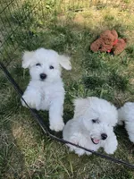 AKC Milo, a male Bichon Frise for sale in Rexford, MT – 5 of 7