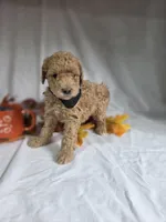 AKC Garrick, a male Poodle - Miniature  for sale in Rexford, MT – 2 of 3
