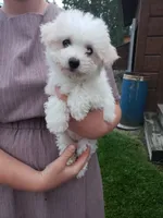 AKC Mollie, a female Bichon Frise for sale in Rexford, MT – 2 of 5