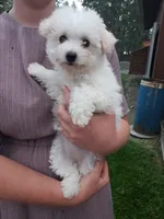 AKC Mollie, a female Bichon Frise for sale in Rexford, MT – 1 of 5