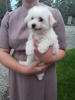 AKC Mollie, a female Bichon Frise for sale in Rexford, MT – 4 of 5