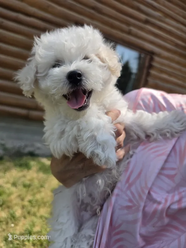 AKC Milo – Bichon Frise puppy for sale in Rexford, MT
