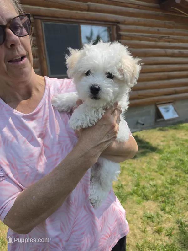 AKC Mikey – Bichon Frise puppy for sale in Rexford, MT