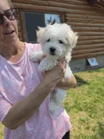AKC Mikey, a male Bichon Frise for sale in Rexford, MT – 1 of 8