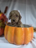 AKC Delphine, a female Poodle - Miniature  for sale in Rexford, MT – 3 of 3