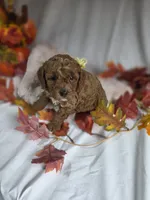 AKC Marigold, a female Poodle - Miniature  for sale in Rexford, MT – 3 of 3