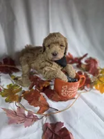 AKC Garrick, a male Poodle - Miniature  for sale in Rexford, MT – 3 of 3