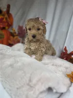 AKC Violet, a female Poodle - Miniature  for sale in Rexford, MT – 2 of 4