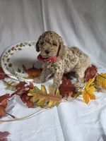 AKC Reed, a male Poodle - Miniature  for sale in Rexford, MT – 3 of 3