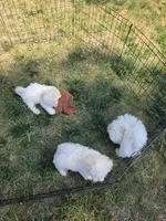 AKC Milo, a male Bichon Frise for sale in Rexford, MT – 6 of 7