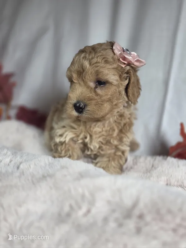 AKC Violet – Poodle - Miniature  puppy for sale in Rexford, MT