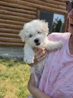 AKC Milo, a male Bichon Frise for sale in Rexford, MT – 4 of 7