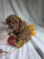 AKC Marigold, a female Poodle - Miniature  for sale in Rexford, MT – 2 of 3