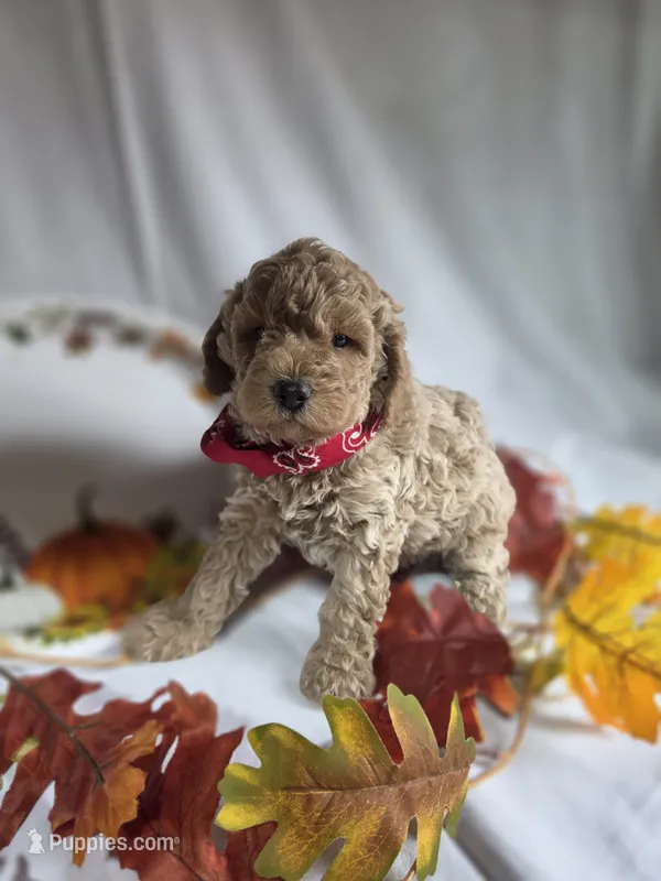 AKC Reed – Poodle - Miniature  puppy for sale in Rexford, MT