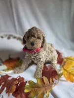 AKC Reed, a male Poodle - Miniature  for sale in Rexford, MT – 1 of 3