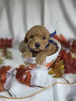 AKC Wheatly , a male Poodle - Miniature  for sale in Rexford, MT – 3 of 3