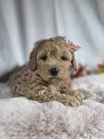AKC Violet, a female Poodle - Miniature  for sale in Rexford, MT – 4 of 4