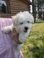 AKC Mikey, a male Bichon Frise for sale in Rexford, MT – 7 of 8