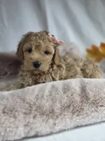AKC Violet, a female Poodle - Miniature  for sale in Rexford, MT – 3 of 4