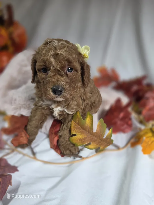 AKC Marigold – Poodle - Miniature  puppy for sale in Rexford, MT