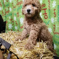 AKC Red Boy, a male Poodle - Miniature  for sale in Rexford, MT – Photo 3 of 7