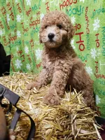 AKC Red Boy, a male Poodle - Miniature  for sale in Rexford, MT – Photo 3 of 7