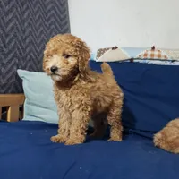 AKC Red Boy, a male Poodle - Miniature  for sale in Rexford, MT – Photo 1 of 7