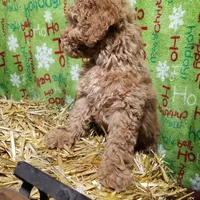 AKC Red Boy, a male Poodle - Miniature  for sale in Rexford, MT – Photo 5 of 7