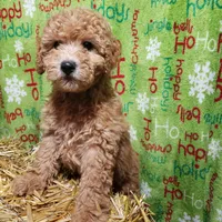 AKC Red Boy, a male Poodle - Miniature  for sale in Rexford, MT – Photo 2 of 7