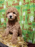 AKC Red Boy, a male Poodle - Miniature  for sale in Rexford, MT – Photo 2 of 7